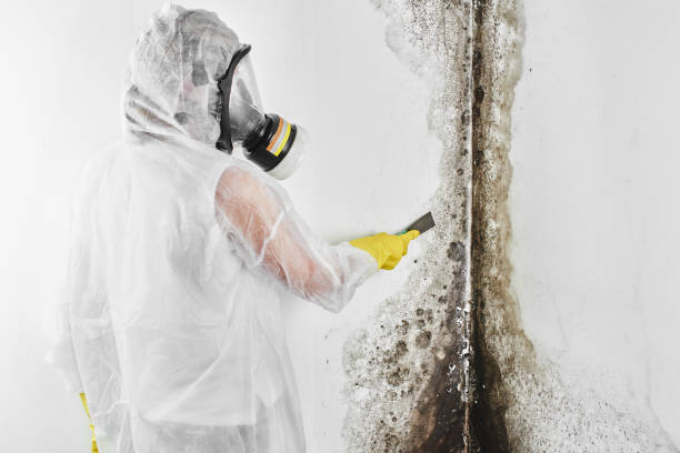 Best Attic Mold Removal  in Richland, GA