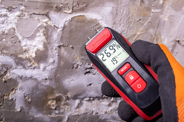 Best Same-Day Mold Removal  in Richland, GA