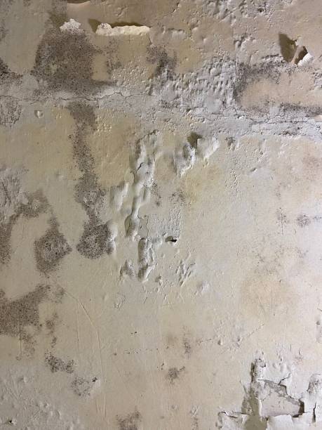 Best Commercial Mold Removal  in Richland, GA