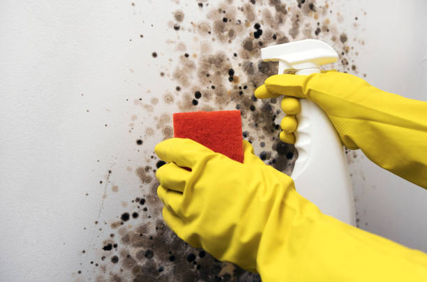 Best Black Mold Removal  in Richland, GA