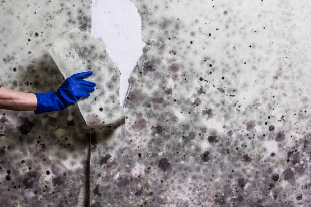 Best Mold Removal Company Near Me  in Richland, GA
