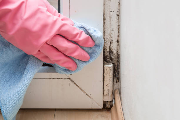 Best Crawl Space Mold Removal  in Richland, GA